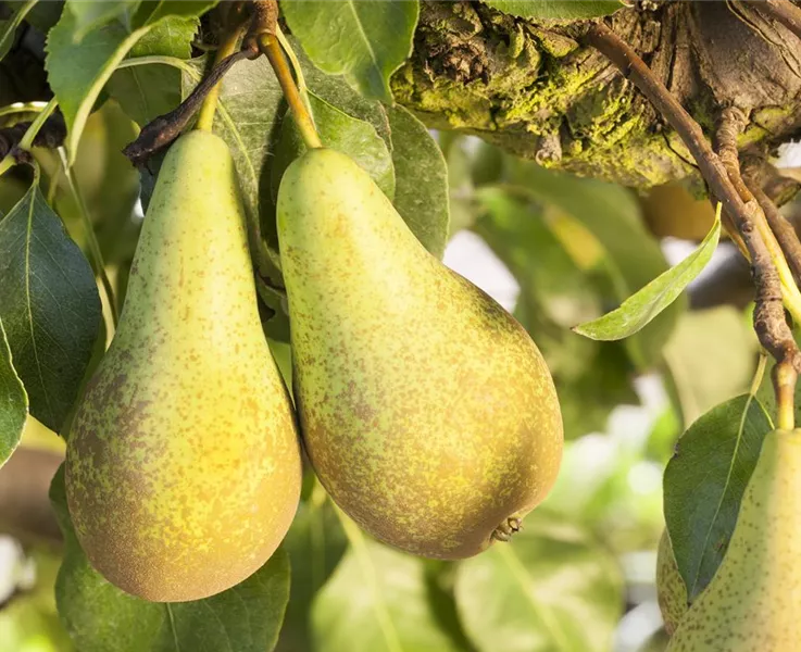 Obstgehölze sorgen für leckere Snacks