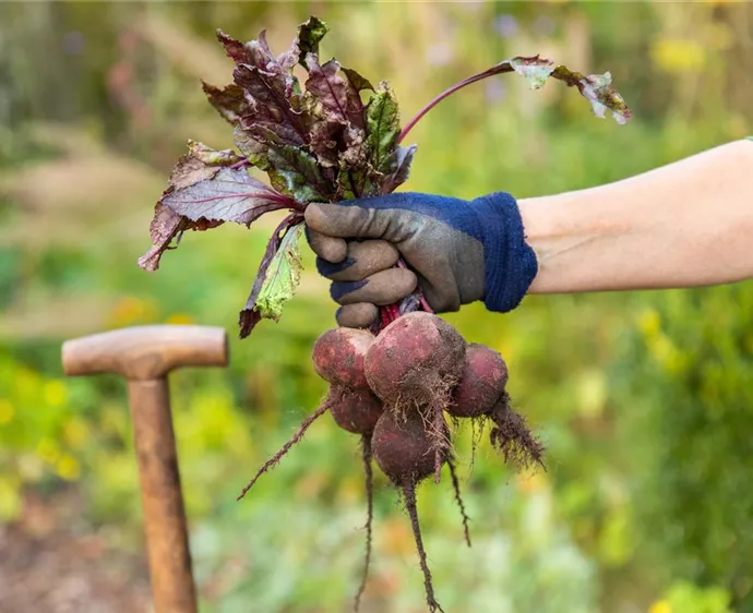 Rote Bete ist ein beliebtes Gemüse im Winter