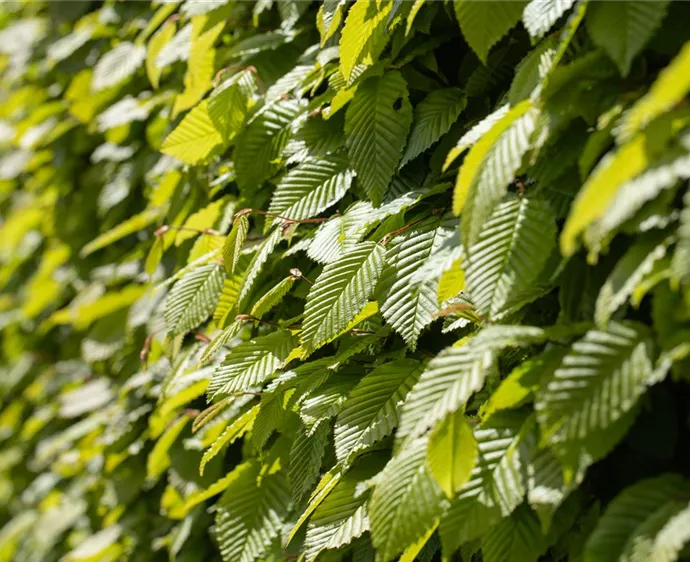 Hainbuche 'Carpinus betulus' im Garten