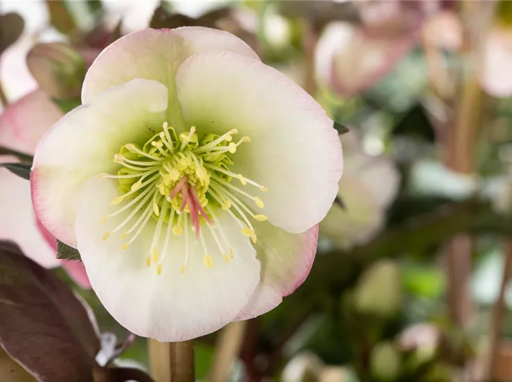 Helleborus x ericsmithii Sally's Shell