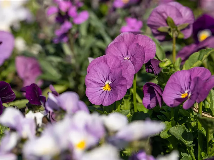 Viola cornuta, violett